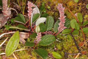 Salix reticulata